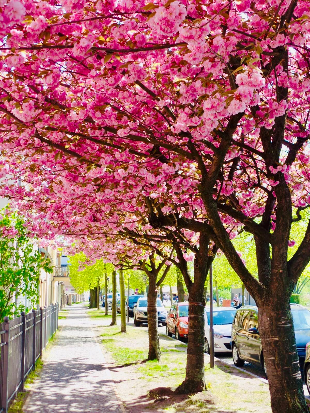 BAUMBLÜTENFEST IN WERDER AN DER HAVEL MIT DEM HAUSBOOT